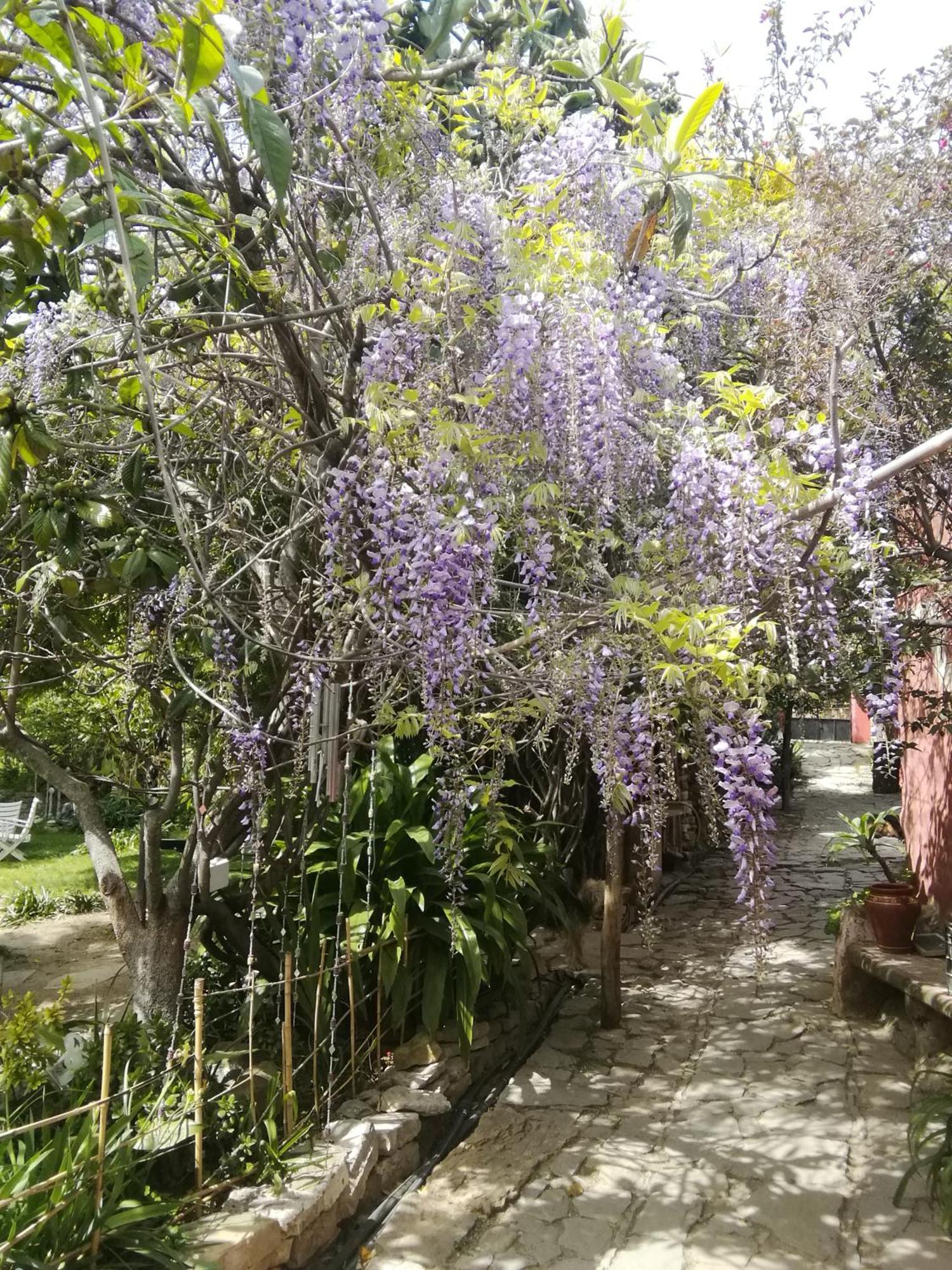 Eco Moyano Posada Gaucín Exterior photo